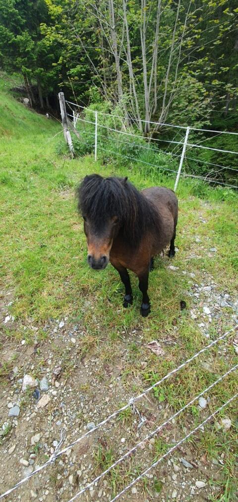 Mini-Ponyhengst