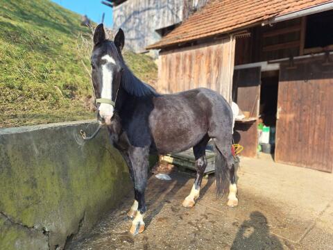 Schweres Warmblut