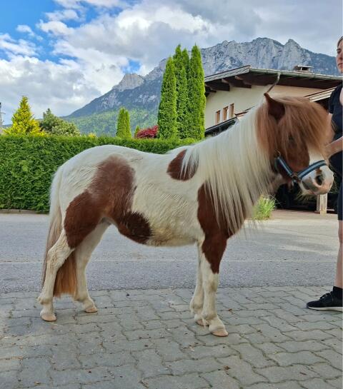 Shetlandpony zu verkaufen
