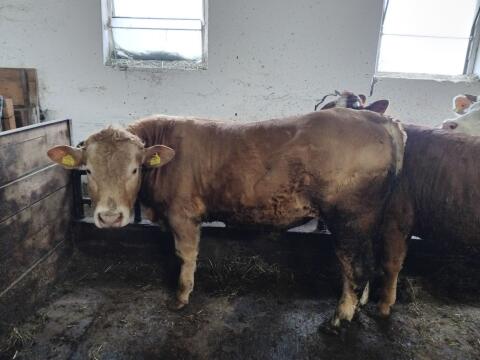 Stier