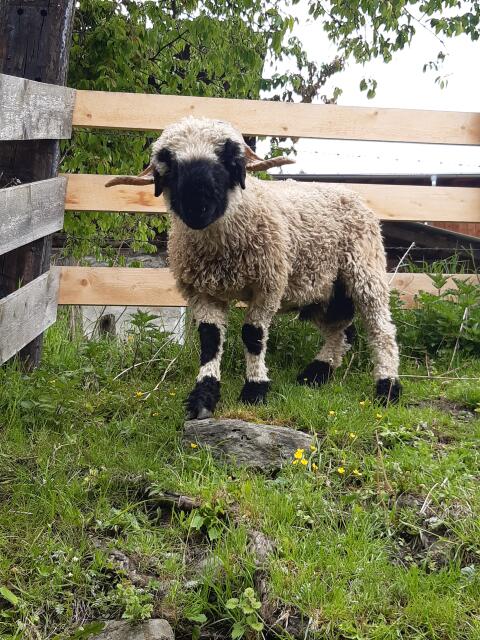 Walliser Schwarznasen-Widder