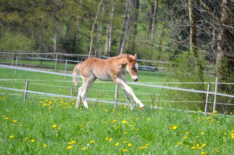 Quarter Pony Hengstfohlen