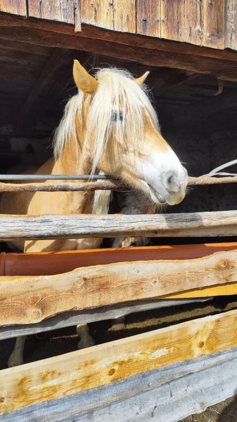 Haflinger-Stute