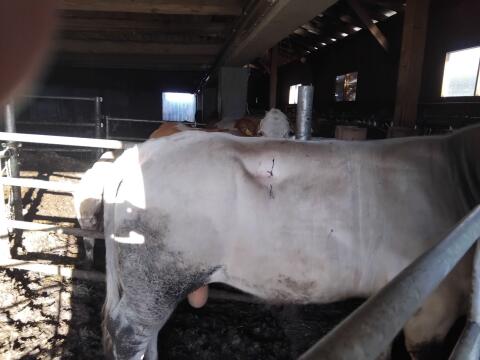 Charolais-Stier
