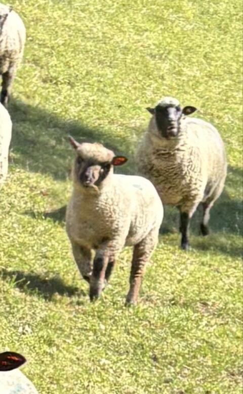 Shropshire Lamm