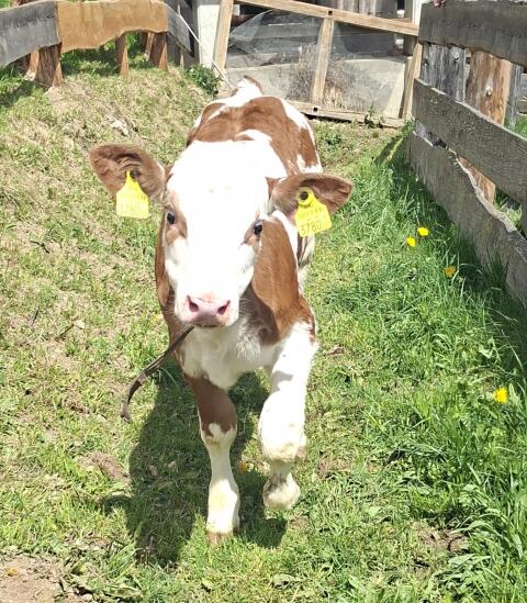 Kalb