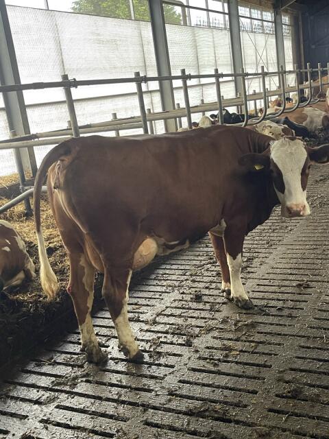 Kuh in Milch 27 l, trächtig