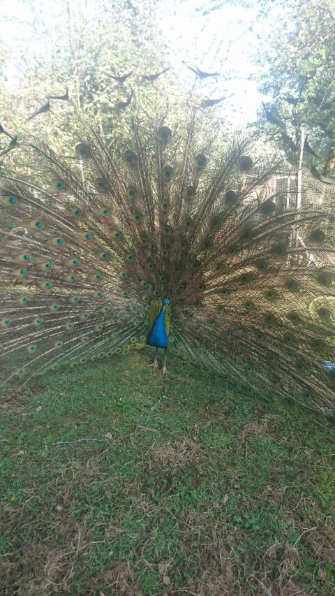 Pfau, männlich, 3-jährig