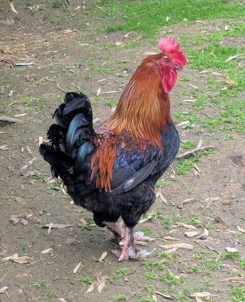 Marans