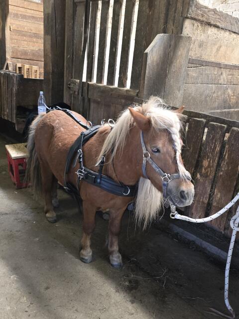 Mini Shetty 2Spänner Geschirr aus Leder