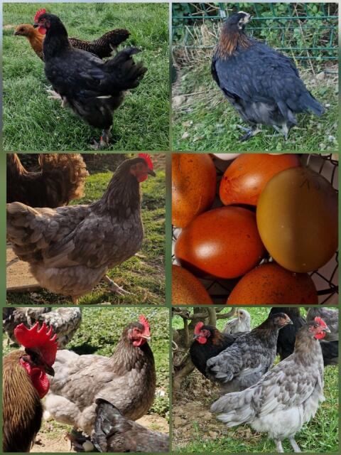 1,2 Stamm Marans und Olivleger, Buntleger