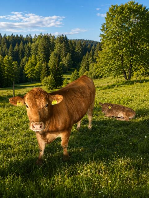Bio-Limousin-Kuh mit Kalb