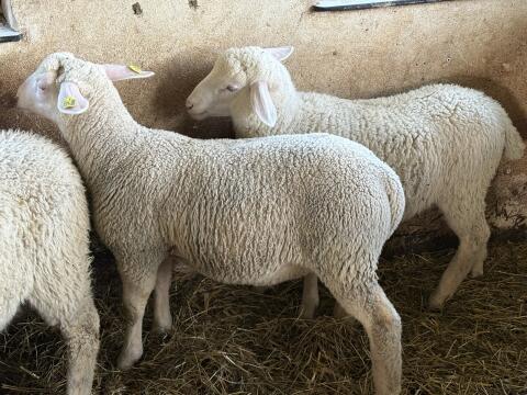Merino, Zuchtböcke