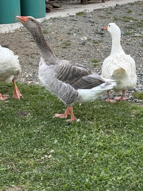 Gänse
