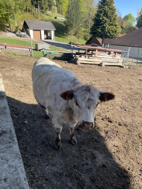 Verkaufe Galloway Kuh