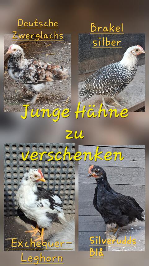 Hähne, Hahn zu verschenken