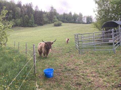 Verk. dunfarbene Hochlandrindkuh mit Kalb, Bio