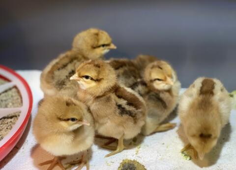 Küken Bielefelder Kennhuhn Hennen und Hähne