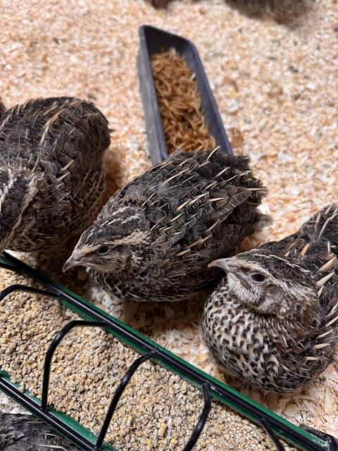 Japanische Legewachteln (Coturnix japonica)