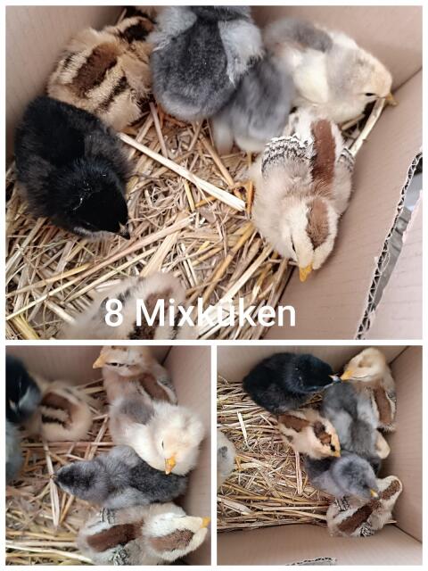 Mixküken