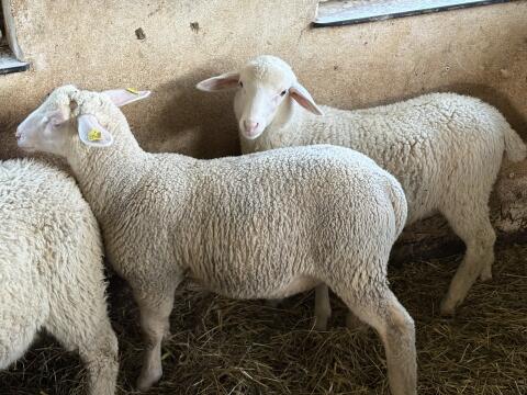 Merino, Zuchtböcke