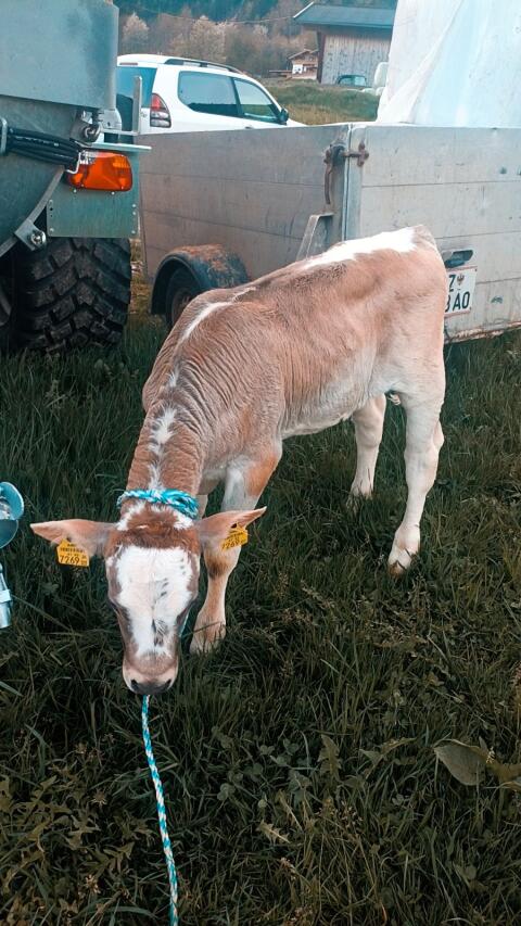 Blüm Kalb