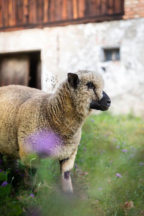 Shropshire-Bock, kastriert