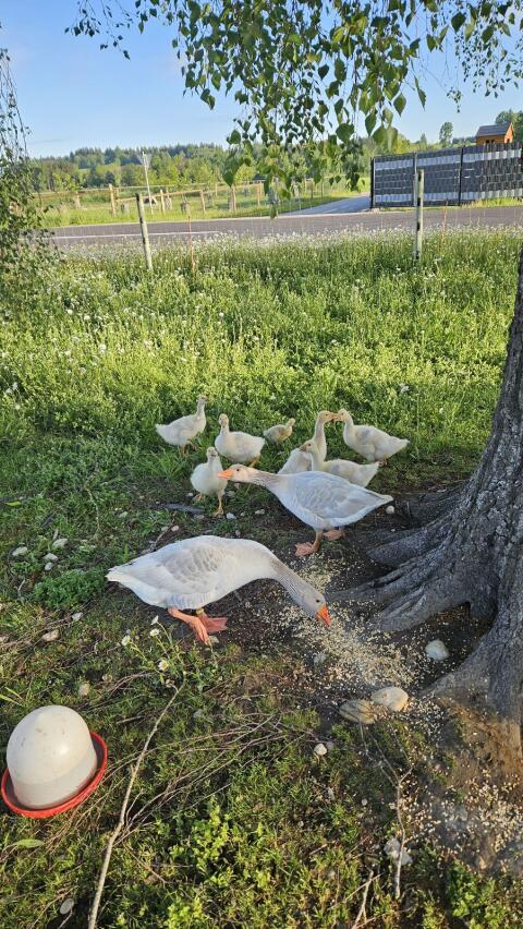 Fränkische Landgänse