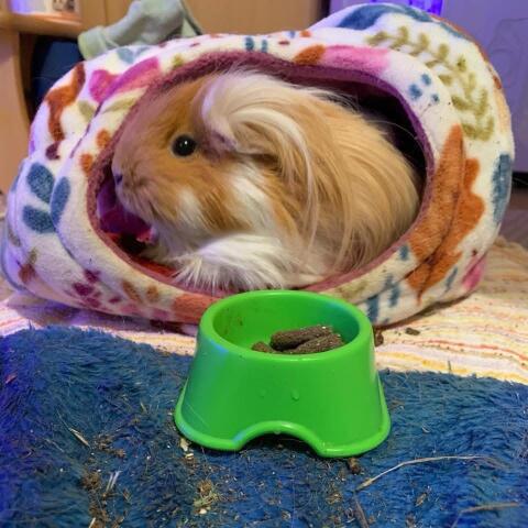 Sheltie-Meerschweinchen