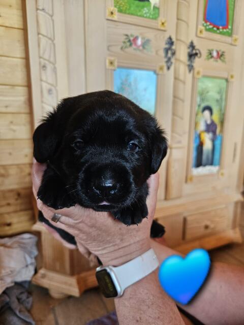 Labrador Retriever Welpe