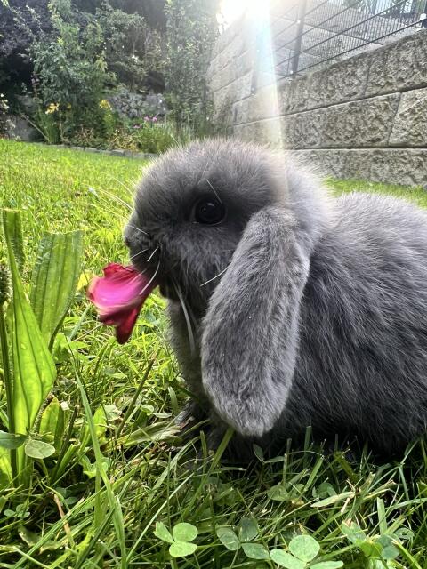 Mini Lop Häsin