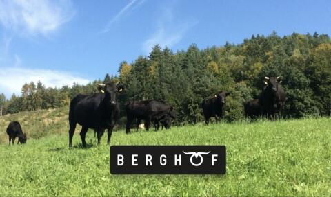 WAGYU weibliche Absetzer