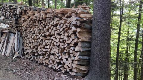 Wald-Durchforstung
