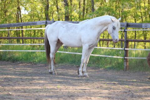 4-jähriger Appaloosa