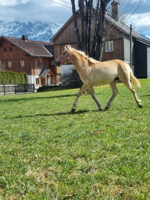 Haflinger-Jährlingsstute