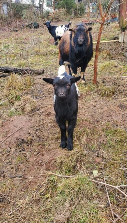 Ziegenfamilie