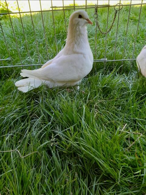 Hubbeltauben (Fleischtauben)