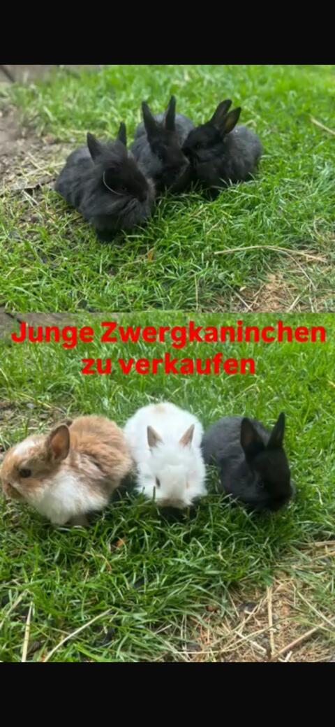 Zwergkaninchen