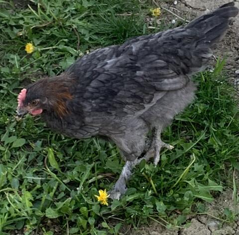 Marans Rassehahn, Junghahn