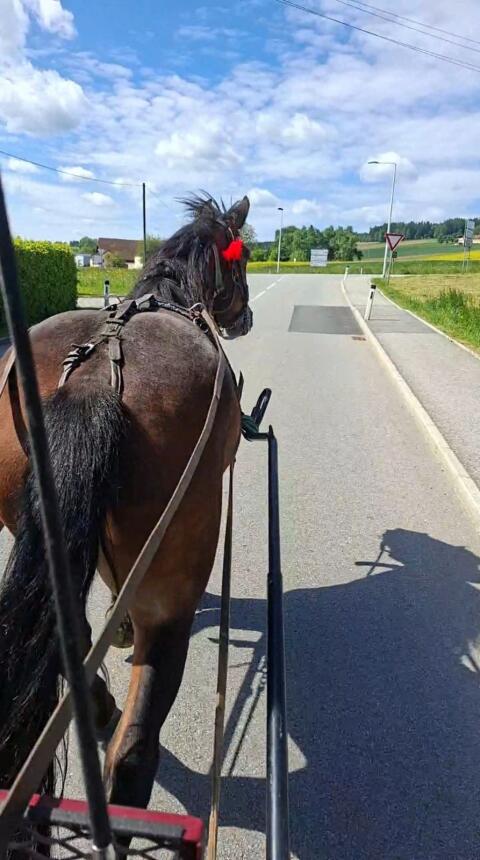 Noriker Stute