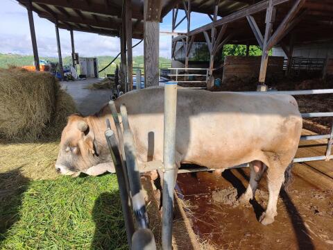 Murbodner Stier Max