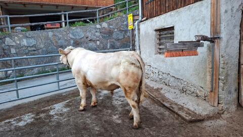 Charolais Zuchtstier PP
