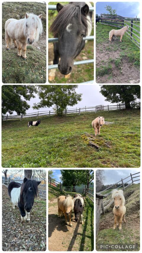 Minishetty-Ponys, Wallach und Stute