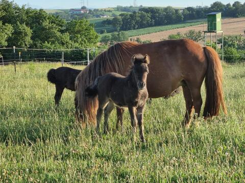 Shetland Shetty Stute, Fohlen, Pony