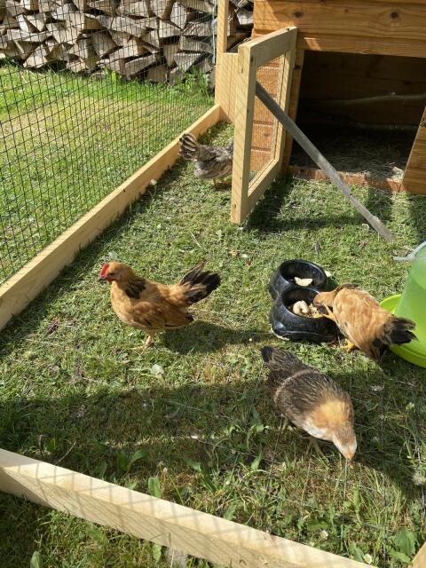 Serama Huhn