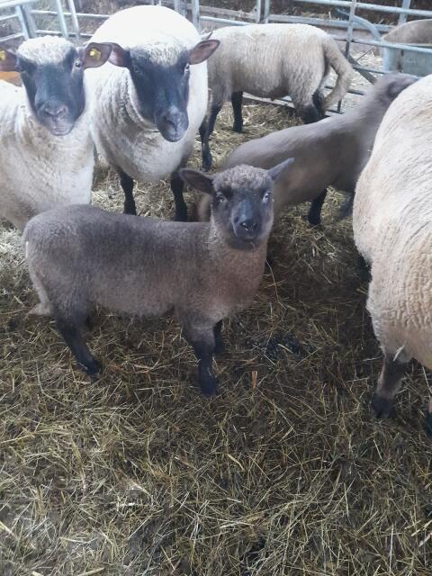 Shropshire Schafe