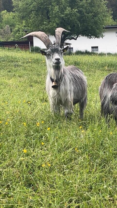 Blobe-Bock