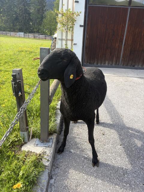 Widder