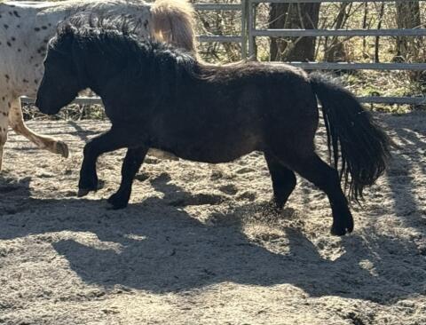 Pony-Hengst