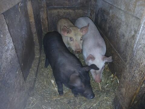 Pietrain x Deutsches Sattelschwein Ferkel